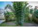 Lush tropical landscape featuring verdant foliage and mature trees, creating a serene and private natural retreat at 227 N Putnam Grove Rd, Oak Hill, FL 32759