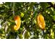 Close-up of ripening starfruit hanging from a tree, with bright yellow fruit and green leaves at 227 N Putnam Grove Rd, Oak Hill, FL 32759
