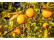 Vibrant tangerines hang from the branches, highlighting the yard's citrus bounty at 227 N Putnam Grove Rd, Oak Hill, FL 32759