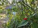 Small house partially visible through foliage at 1937 N Spring Garden Ave, Deland, FL 32720
