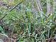 Close-up of various overgrown plants at 1937 N Spring Garden Ave, Deland, FL 32720