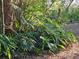 Lush tropical foliage near trees at 1937 N Spring Garden Ave, Deland, FL 32720