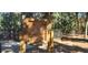 Seemor Dog Park rules and regulations at 487 Dawnview Sq, Port Orange, FL 32127