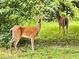 Two deer in a wooded area near the property at 1908 S Farm Rd, Deland, FL 32720