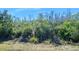 Backyard view of wooded area at 1372 Lombardi Ct, Poinciana, FL 34759