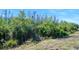 Backyard view of wooded area at 1372 Lombardi Ct, Poinciana, FL 34759