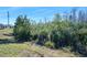 Expansive natural land, showcasing dense trees and shrubbery, with an indication of possible future development at 1372 Lombardi Ct, Poinciana, FL 34759