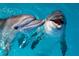 Image features two smiling dolphins in a beautiful blue water, highlighting the proximity of the beach at 1900 N Atlantic Ave # 901, Daytona Beach, FL 32118