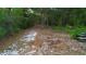 View of a lush and dense area on the property showcasing the natural beauty at 725 E New York Ave, Orange City, FL 32763