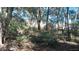 View of overgrown and wooded property at 36320 Piney Ridge Blvd, Fruitland Park, FL 34731