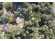 Overhead view of a wooded homesite, surrounded by tall trees and shade at 749 Cassadaga Rd, Lake Helen, FL 32744