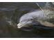 A dolphin swimming playfully in the water. The dolphin's presence adds to the vibrant marine life of the area at 521 Marina Point Dr # 521, Daytona Beach, FL 32114