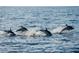 Dolphins jumping out of the water adding to the vibrant marine life of the waterfront community at 521 Marina Point Dr # 521, Daytona Beach, FL 32114