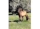 Beautiful horse in a grassy field surrounded by mature trees at 485 Dickson Ave, Osteen, FL 32764