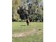 Beautiful horse in a grassy field surrounded by mature trees at 485 Dickson Ave, Osteen, FL 32764