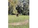 Beautiful horse in a grassy field surrounded by mature trees at 485 Dickson Ave, Osteen, FL 32764