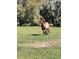 Beautiful horse in a grassy field surrounded by mature trees at 485 Dickson Ave, Osteen, FL 32764