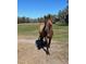 Beautiful horse in a grassy field on a sunny day at 485 Dickson Ave, Osteen, FL 32764
