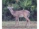 Stag with bird on back grazing in the yard enhances this lush backyard at 53731 Rivertrace Rd, Astor, FL 32102