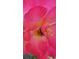 Beautiful close-up of a pink rose showing its intricate petals and textures at 715 Oak Ter, Orange City, FL 32763