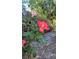 Charming image of peach roses on a bush, adding a touch of elegance to the property's landscape at 715 Oak Ter, Orange City, FL 32763