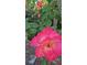 A beautiful pink rose in the garden at 715 Oak Ter, Orange City, FL 32763