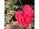 Vibrant red rose in partial bloom, set against a garden backdrop with healthy green leaves at 715 Oak Ter, Orange City, FL 32763