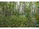 Tranquil wooded backyard with lush ferns and greenery, offering a private and natural setting at 929 Torchwood Dr, Deland, FL 32724