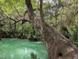 Community pool with a tree growing right over it, surrounded by lush vegetation, giving a tropical feel at 190 Hickory Woods Ct # 15C, Deltona, FL 32725