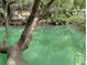 Community pool with a tree growing right over it, surrounded by lush vegetation, giving a tropical feel at 190 Hickory Woods Ct # 15C, Deltona, FL 32725