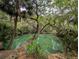 Community pool with a tree growing right over it, surrounded by lush vegetation, giving a tropical feel at 190 Hickory Woods Ct # 15C, Deltona, FL 32725