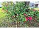 Close-up of the landscape showing vibrant pink hibiscus flowers in a lush garden setting at 1167 Peachtree Rd, Daytona Beach, FL 32114