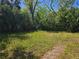 Backyard with greenery at 508 N Keech St, Daytona Beach, FL 32114
