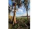 Lake view showing trees and shoreline under a bright, partly cloudy sky at 130 Oak Tree Dr, Debary, FL 32713