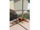 Landscaping adds a touch of nature to the screened pool area at 1491 E Palomar Dr, Deltona, FL 32738