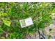 Close-up of a lemon bush with signage at 2466 Candlewick St, Deltona, FL 32738