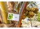 Lush coconut tree featuring a bountiful harvest of young coconuts on a sunny day at 2466 Candlewick St, Deltona, FL 32738