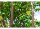 Close-up of a star fruit tree with ripe, yellow star fruit growing amongst the green foliage at 2466 Candlewick St, Deltona, FL 32738