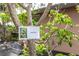 Close-up of a June Plum tree with a 'June Plum' sign hanging on the branch, showcasing the young fruit at 2466 Candlewick St, Deltona, FL 32738
