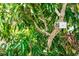 Close-up of a lush lychee tree with a 'Lychee' sign hanging on the branch in a sun-drenched backyard at 2466 Candlewick St, Deltona, FL 32738