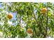 Peach tree with ripening peaches at 2466 Candlewick St, Deltona, FL 32738
