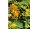 Close-up view of vibrant yellow flowers with green leaves, featuring a bee collecting nectar at 4339 Northern Dancer Way, Orlando, FL 32826