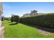 Spacious backyard showcasing green lawn and a tall hedge for enhanced privacy at 1374 Red Clover Ln, Deland, FL 32724