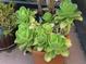Close-up of a green succulent plant at 201 Asterbrooke Dr, Deland, FL 32724