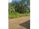 An overgrown backyard with trees and dry grass at 926 Clover St, Deland, FL 32720