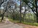 Tree-lined driveway leading to a wooded property showcasing the natural surroundings at 2068 Pennsylvania Dr, Deland, FL 32724