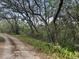 Driveway bordering a wooded area with native foliage creating a peaceful setting at 2068 Pennsylvania Dr, Deland, FL 32724