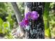 Beautiful purple orchid growing on a tree with a natural, blurred background at 3026 Adrian Dr, Ormond Beach, FL 32174