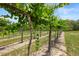 Close up view of the vineyard rows with green vines and grass between them in the yard at 1056 Reynolds Rd, De Leon Springs, FL 32130