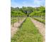 Lush vineyard with rows of grape vines and grass lanes, perfect for wine production at 1056 Reynolds Rd, De Leon Springs, FL 32130